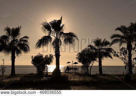 Silhouette A Man Reads A Book On The Coast Under Palm Trees On A Bench In The Form Of A Lantern With