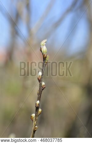 Dalmatian Laburnum Leaf Buds In The Spring