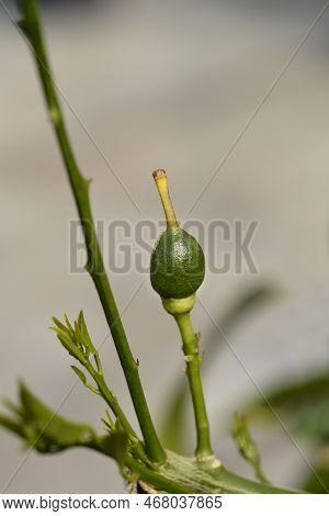 Meyer Lemon Unripe Green Fruit In The Spring