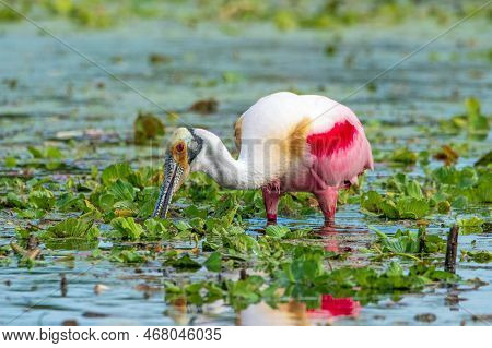 A Roseate Spoonbill At Orlando Wetlands Park.