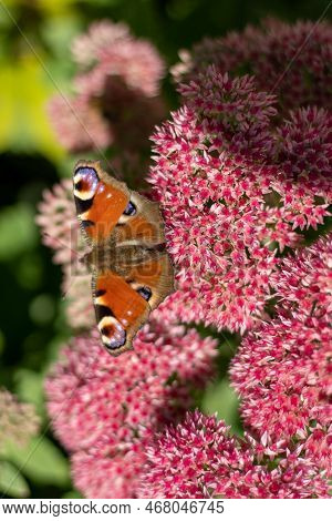 A Peacock Butterfly Is Eating On A Pink Sedum Flower - Hare Cabbage. A Flowerbed With Flowers Pollin
