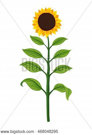 Sunflower Growth Stage, Mature Plant. Agriculture Plant Development. Harvest Animation Progression P