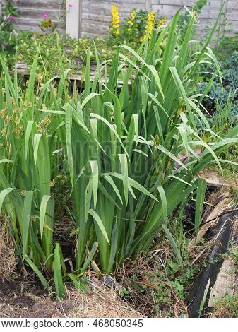 Portrait Format Picture Of Some Flag Irises Growing Vigourously In An Overgrown Pond