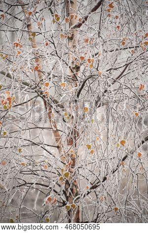 Beautiful Close Up Landscape Image Of Frozen Foliage Covered In Hoarfrost A Dawn In English Countrys