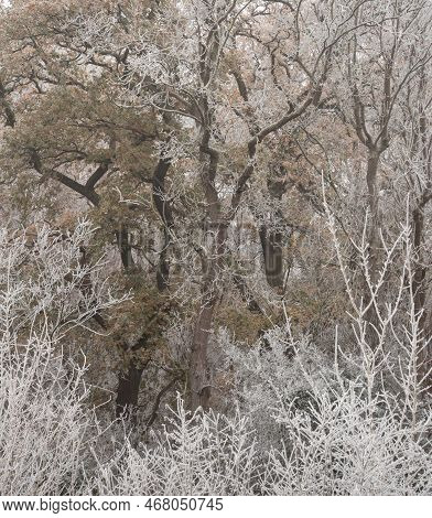 Beautiful Wintry Landscape Image Of Forest In English Countryside Covered In Hoarfrost