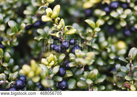 Irex Crenata ' Convexa ' ( Mametsuge Holly ) Tree Leaves And Berries. Aquifoliaceae Evergreen Shrub.