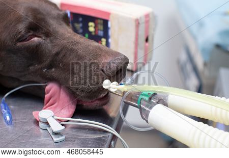 During Surgery In Dogs, Anesthesia And Oxygen Are Controlled Using A Gas Anesthesia Machine. The Dog