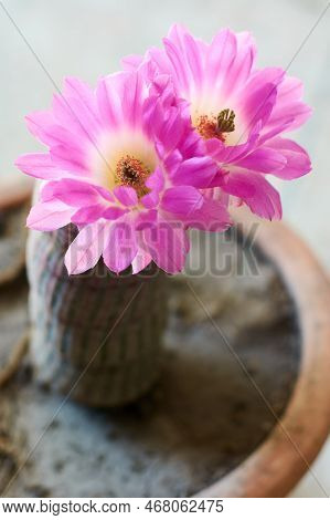 Vertical Shot Of Big Pink Blooming Flowers Of Cactus Echinocereus Rigidissimus.