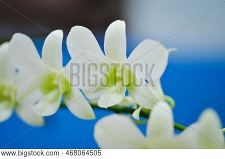 Dischidia Nummularia Variegata, Dischidia Nummularia Variegatege Plant