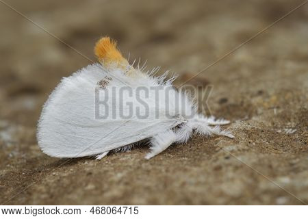 Colorful Vertical Closeup On The Map Butterfly, Araschnia Levana, Sitting On Grass