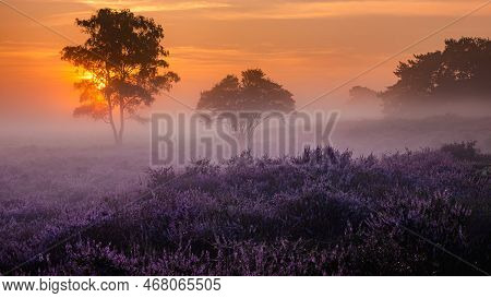 Blooming Heather Fields, Purple Pink Heather In Bloom, Blooming Heater On Veluwe Zuiderheide Park