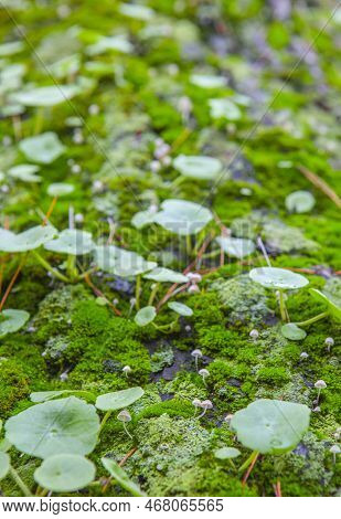 Little Mushroom Growing Between Navelworts On Wet Green Tree Bark. Closeup