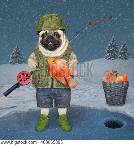 A Dog Pug Fisher With A Rod Holds A Goldfish On The Frozen Lake During Winter Fishing.
