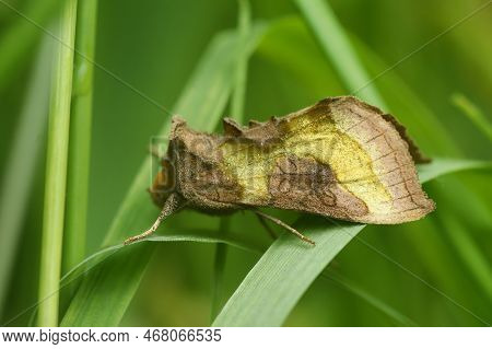 Detailed Closeup On The Colorful Burnished Brass Owlet Moth, Diachrysia Chrysitis Sitting In The Veg