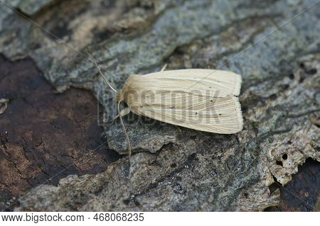 Detailed Closeup On A Smoky Wainscot Owlet Moth, Mythimna Impura Sitting On Wood