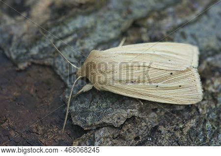 Detailed Closeup On A Smoky Wainscot Owlet Moth, Mythimna Impura Sitting On Wood