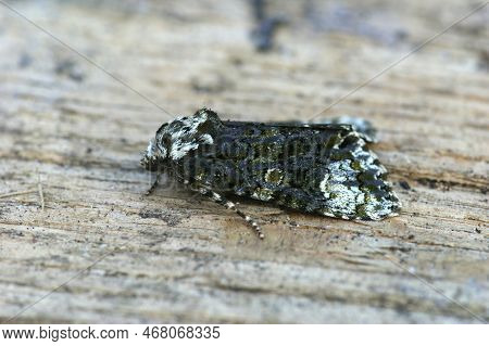 Detailed Closeup On The Coronet Owlet Moth, Craniophora Ligustri, Sitting On Wood