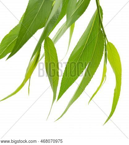 Green Willow Tree Leaves Isolated. Willow Branches. Fresh Green Willow. For Floral Decor.