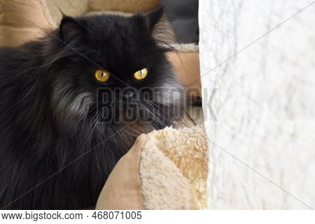 Persian Cat Sitting At Home. Black, Gray And Brown Persian Cat Relaxing In A House. Fluffy Cat Breed
