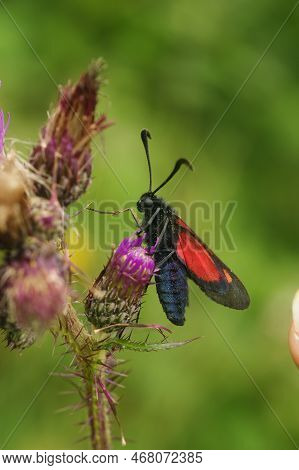 Natural Vertical Closeup On A Colorful Blue Red Metallic Colored Five Spot Burnet Moth, Zygaena Trif
