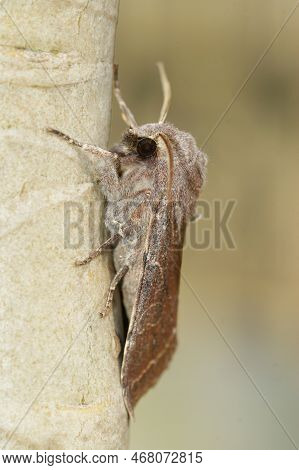 Natural Closeup On A Clouded Drab Owlet Moth, Orthosia Incerta Sitting On Wood