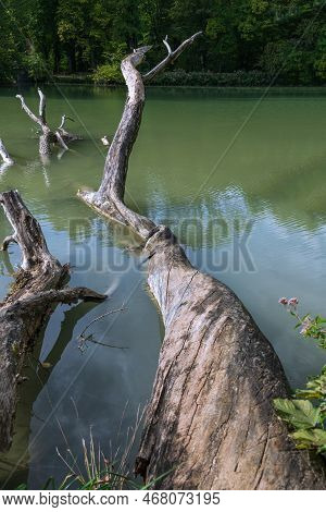 Fallen Dead Ashes At Lake Hinterbruehl In Munich, Bavaria
