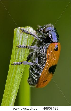 The Side Of  Wild Red Cercopidae Vulnerata