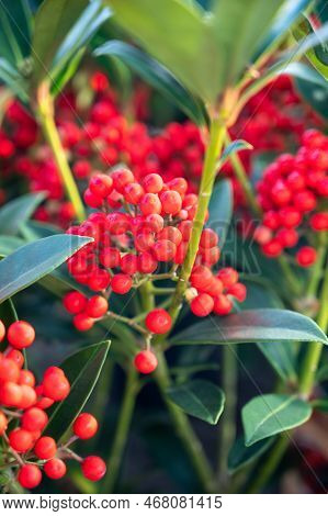 Red Berries Of Winter Blossoming Garden Plant, Evergreen Skimmia Japonica  Ornamental Plant