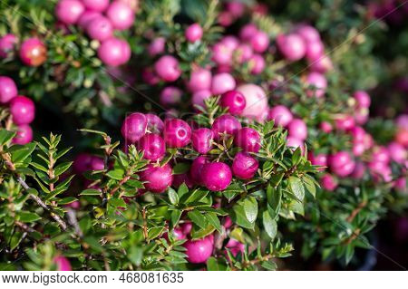Beautiful Garden Plant For Winter With Red Or Pink Berries Gaultheria Teaberry Plant