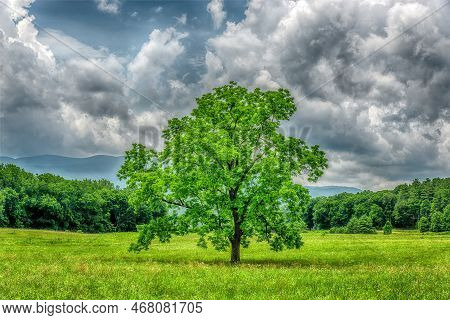 There Is Certainly No Shortage Of Trees In The Great Smoky Mountains National Park, But This Majesti