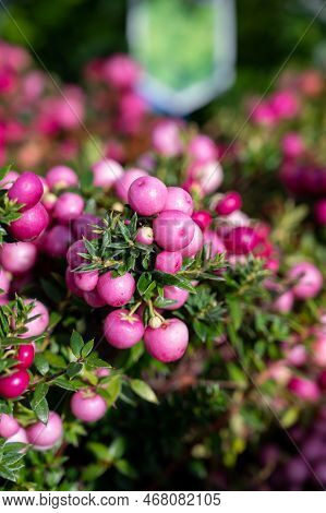 Beautiful Garden Plant For Winter With Red Or Pink Berries Gaultheria Teaberry Plant