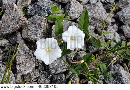 Photography On Theme Beautiful Wild Growing Flower Petunia On Background Meadow,