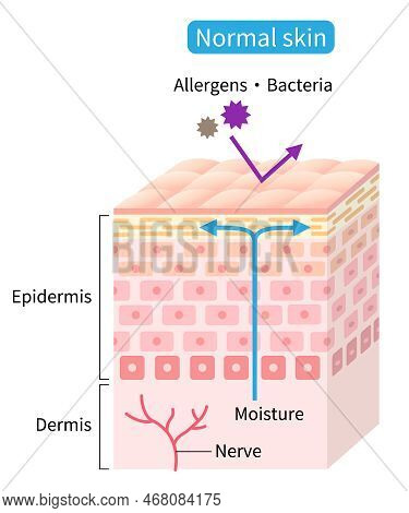 Healthy Skin Cell Layer. Normal Skin Helps Retain Moisture And Protect From External Stimuli. Beauty