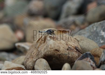 A Dragonfly With Blue Abdomen Resting On A Rock