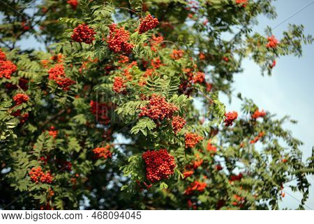 Many Ashberry With Leafs On Sky Background