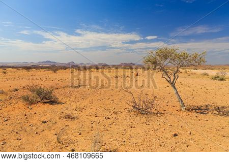 Namibian Landscape, Red Ground And African Vegetation Around. Damaraland, Homelands In South West Af
