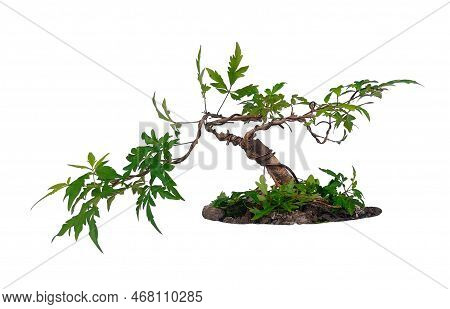 A Small Bonsai With Leaves Similar To Maple Leaves.,betel Nut Maple