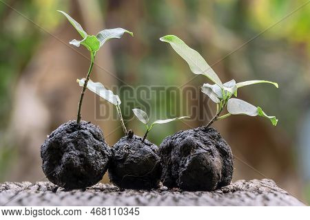 The Ficus Superba Seedlings Are Planted For Planting.