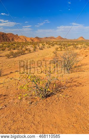 Namibian Landscape, Red Ground And African Vegetation Around. Damaraland, Homelands In South West Af