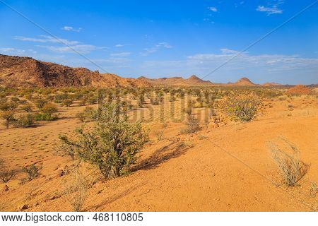 Namibian Landscape, Red Ground And African Vegetation Around. Damaraland, Homelands In South West Af
