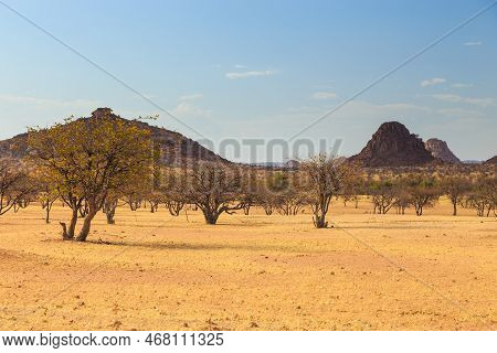 Namibian Landscape, Red Ground And African Vegetation Around. Damaraland, Homelands In South West Af
