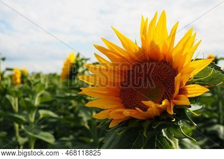 The Helianthus Sunflower Is A Genus Of Plants In The Asteraceae Family. Annual Sunflower And Tuberou