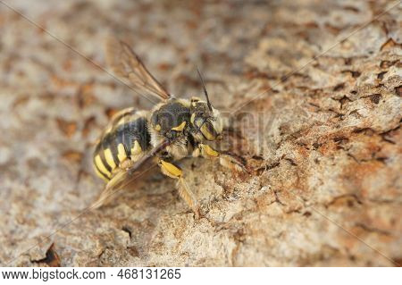 Detailed Closeup On A Mediterranean Florentine Woolcarder Bee, Anthidium Florentinum Sitting On A St