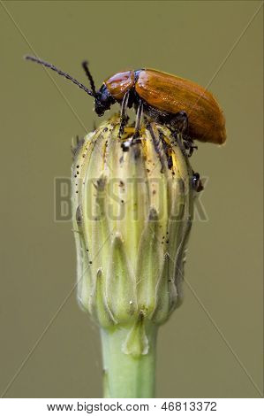 The Side Of  Wild Red  Coccinellidae  Cercopidae