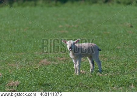 Baby Lamb Looks Directly At The Camera And Bleats Loudly, Mouth Open. Animal Expression And Behaviou
