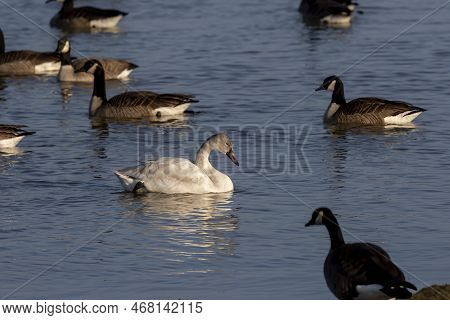 The Tundra Swan (cygnus Columbianus), Young Bird On The Lake. This Is A Small Swan.
