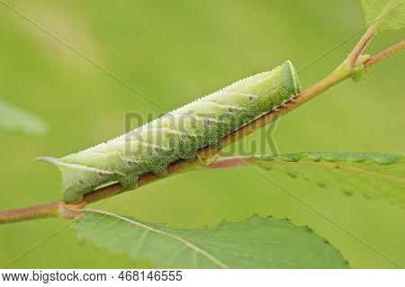 Natural Close Up On The Large Bright Green Caterpillar Of Eyed Hawk-moth, Smerinthus Ocellatus, On S
