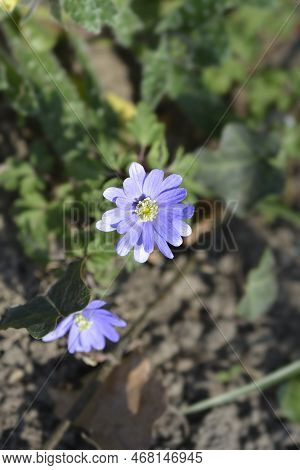 Apennine Anemone Blue Flowers In The Spring