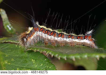 Grey Dagger Moth Caterpillar On Rose Leaf