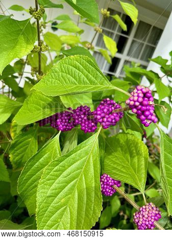 A Purple Or Violet Colored Fruit Bearing Tree In A Yard